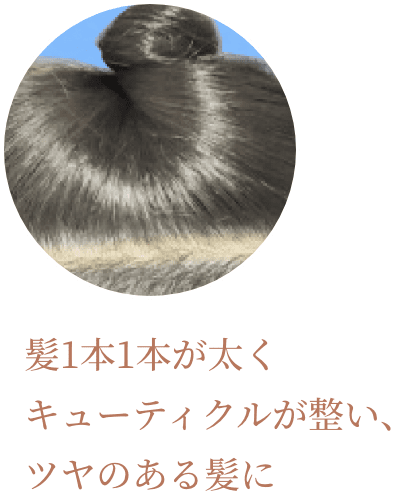 髪1本1本が太くキューティクルが整い、ツヤのある髪に